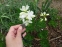 Ясенец белый (Dictamnus albus) - 3