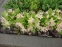 Первоцвет Воронова (Primula woronowii) - 2