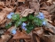 Пупочник весенний (Omphalodes verna) - 3