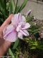 Ирис мечевидный "Грейвудс Кэтрин" (Iris ensata "Greywoods Catrina") - 1