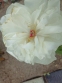 Пион "Гринленд" (Paeonia "Greenland") - 2