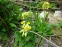Первоцвет крупночашечный (Primula macrocalyx Bunge) - 2