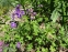 Герань гималайская "Бирч Дабл" (Geranium himalayense "Birch Doubl") - 3
