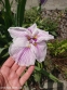 Ирис мечевидный "Грейвудс Кэтрин" (Iris ensata "Greywoods Catrina") - 8