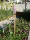 Вероникаструм сибирский (Veronicastrum sibirica) - 1