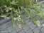 Ирис короткостебельный (Iris brevicaulis) - 5