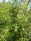 Спаржа мутовчатая (Asparagus verticillatus) - 5