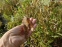 Хасмантиум широколистный (Chasmanthium latifolium) - 5