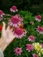 Эхинацея пурпурная "Раззматазз" (Echinacea purpurea "Razzmatazz") - 1