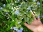 Бруннера крупнолистная "Лэнгтриз" (Brunnera macrophylla "Langtrees") - 5