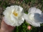 Пион "Гардения" (Paeonia "Gardenia") - 3