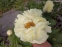 Пион "Мелисса" (Paeonia "Melissa") - 10