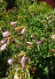 Колокольчик точечный (Campanula punctata) - 2