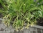 Ирис короткостебельный (Iris brevicaulis) - 2