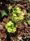 Первоцвет гибридый "Франческа" (Primula hybrid "Francesca") - 4