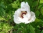 Пион древовидный (Paeonia suffruticosa) - 1