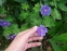 Герань Ренарда "Филипп Вапель" (Geranium renardii "Philippe Vapelle") - 6
