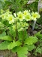 Первоцвет гибридый "Франческа" (Primula hybrid "Francesca") - 2