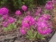 Первоцвет мелкозубчатый "Кашмериана" (Primula denticulata "Cashmeriana") - 1
