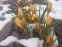 Крокус золотистый "Дороти" (Crocus chrysanthus "Dorothy") - 5