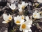 Крокус золотистый "Сноу Бантин" (Crocus chrysanthus"Snow Bunting") - 5