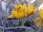 Крокус золотистый "Геральд" (Crocus chrysanthus "Herald") - 4