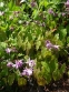 Горянка крупноцветковая "Лилафея" (Epimedium grandiflorum "Lilafea") - 7