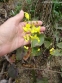 Горянка перистая подвид колхидская (Epimedium pinnatum ssp. colchicum) - 3