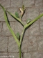 Ирис короткостебельный (Iris brevicaulis) - 8