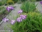 Ирис мечевидный "Харлеквинеск" (Iris ensata "Harlequinesque") - 9