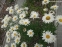 Нивяник "Аляска" (Leucanthemum x superbum "Alaska") - 4