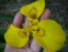 Ирис болотный, или аировидный (Iris pseudacorus) - 1