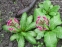 Первоцвет японский (Primula japonica) - 5