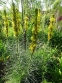 Асфоделина желтая (Asphodeline lutea) - 4