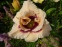 Лилейник "Розуита" (Hemerocallis "Roswitha") - 1