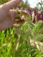 Хасмантиум широколистный (Chasmanthium latifolium) - 4