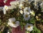 Анемона японская "Вирлвинд" (Anemone japonica "Whirlwind") - 1