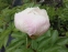 Пион "Эпплтон Хаус" (Paeonia "Appleton House") - 3