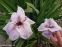 Ирис мечевидный "Грейвудс Кэтрин" (Iris ensata "Greywoods Catrina") - 2