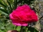 Пион "Роуз Харт" (Paeonia "Rose Heart") - 3