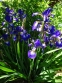 Півники різнобарвні "Кларет Кап" (Iris versicolor "Claret Cup") - 3