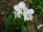 Фиалка сестринская "Альбифлора" (Viola sororia "Albаflora") - 2