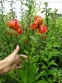 Лилия леопардовая (Lilium pardalinum) - 1