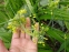 Лук желтый (Allium flavum) - 3