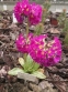 Первоцвет мелкозубчатый "Кашмериана" (Primula denticulata "Cashmeriana") - 4