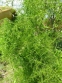 Спаржа мутовчатая (Asparagus verticillatus) - 1
