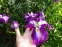 Ирис мечевидный "Ред Репитер" (Iris ensata "Red Repeater") - 2