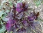 Морозник гибридный "Дабл Эллен Пурпл" (Helleborus x hybridus "Double Ellen Purple") - 8