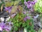 Горянка крупноцветковая "Лилафея" (Epimedium grandiflorum "Lilafea") - 2