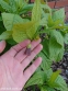 Скополия карниолийская (Scopolia carniolica Jacq.) - 6